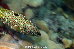 Rock Hind swimming along the Big Coral Knoll, off the bea... by Michael Kovach 